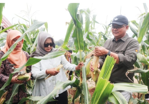 Petani Jadi Pusat Ketahanan Pangan, Panen Jagung Windusari Jadi Bukti