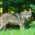 brown wolf standing on green grass