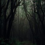 trees on a dark forest