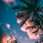 green and brown coconut trees under clear blue sky