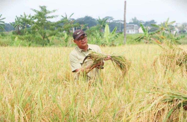 Surplus Beras Melimpah, Petani Kuningan Kian Percaya Diri Hadapi 2026
