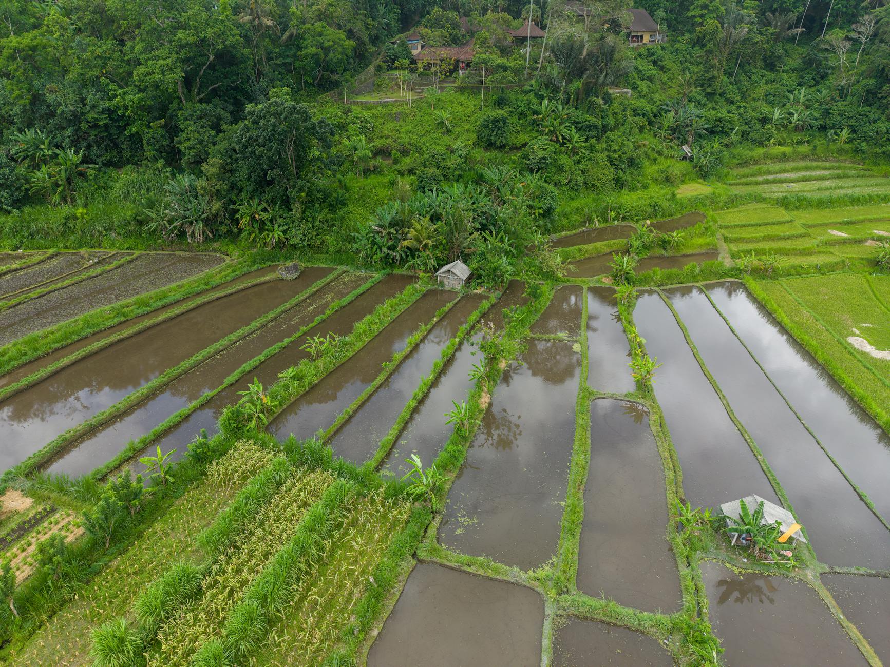 scenic aerial view of bali rice terraces