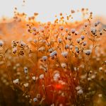close up photo of flowers during daytime