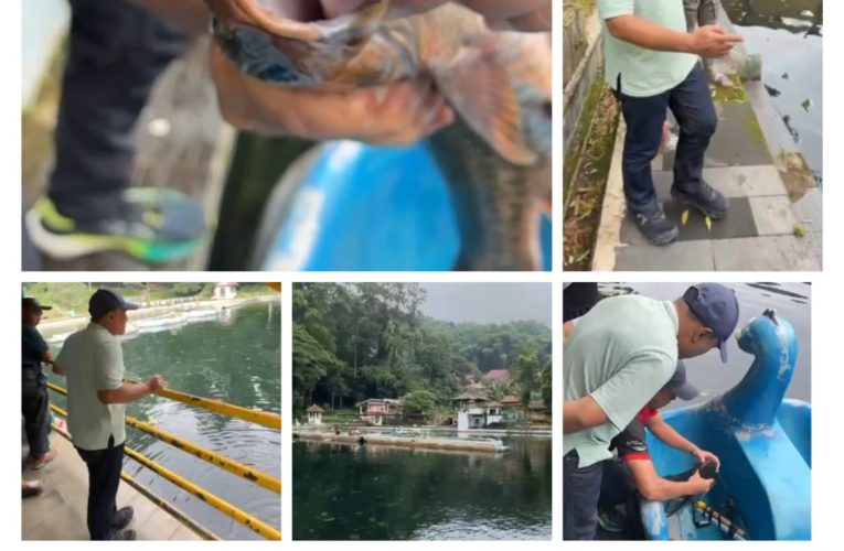 Kematian Ikan Keramat Balong Cigugur Jadi Alarm Lingkungan dan Ancaman Nilai Sakral Warisan Kuningan