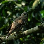 brown hawk owl perched on branch in indian forest