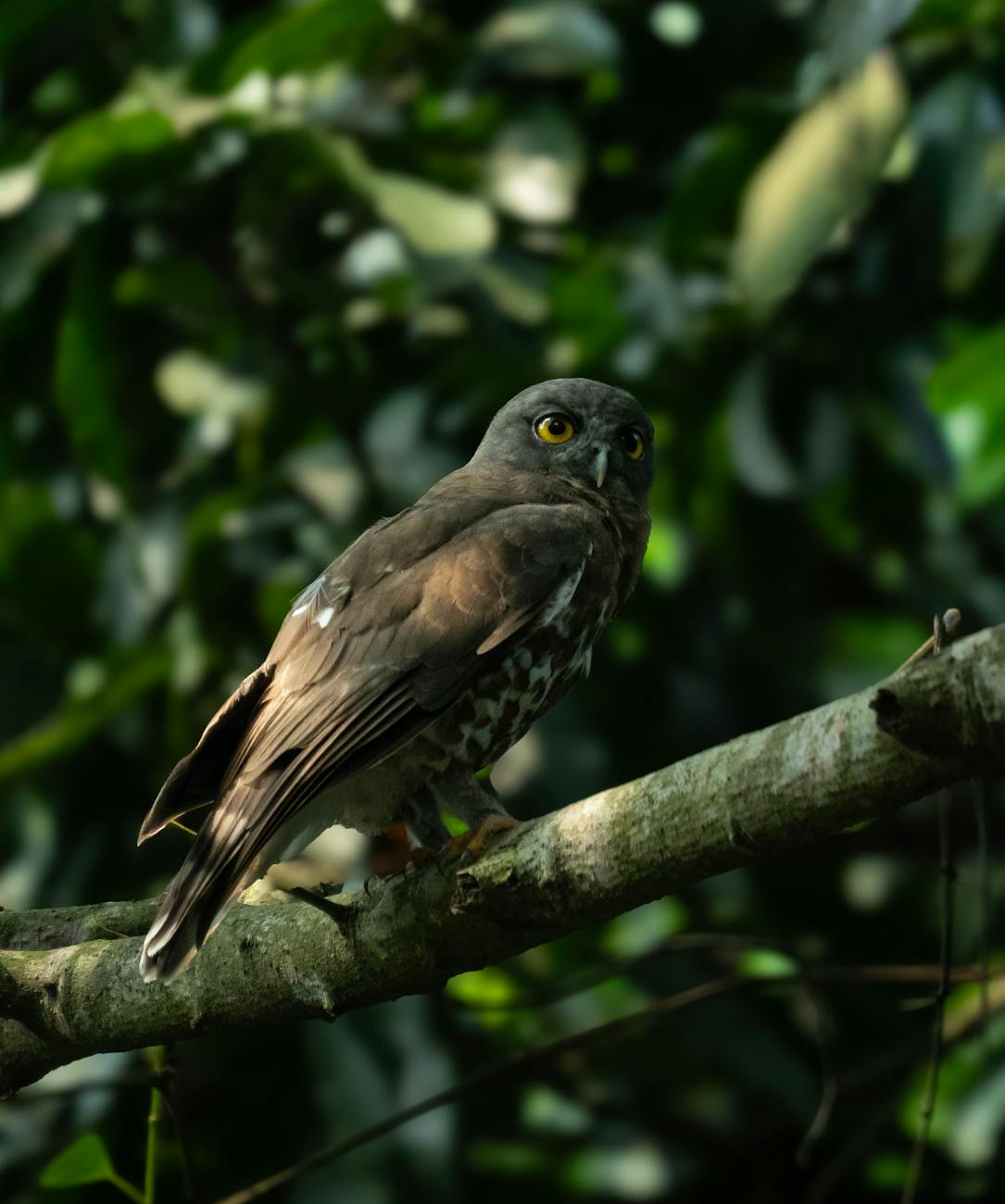 brown hawk owl perched on branch in indian forest