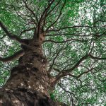 low angle shot of a tall tree with green leaves