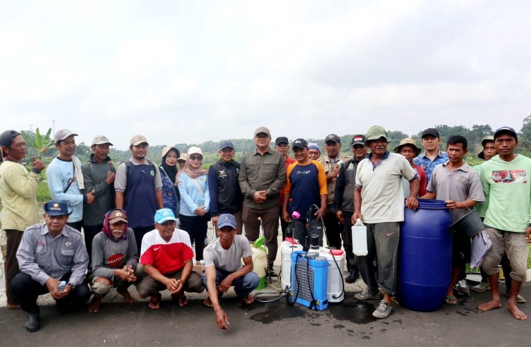 Produktivitas Padi Cikaso Anjlok, Pemkab Kuningan Gempur Endemi Wereng Hijau