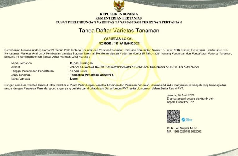 Mengunci Identitas di Tanah Sendiri, Empat Varietas Tembakau Kuningan Resmi Dipayungi Negara”