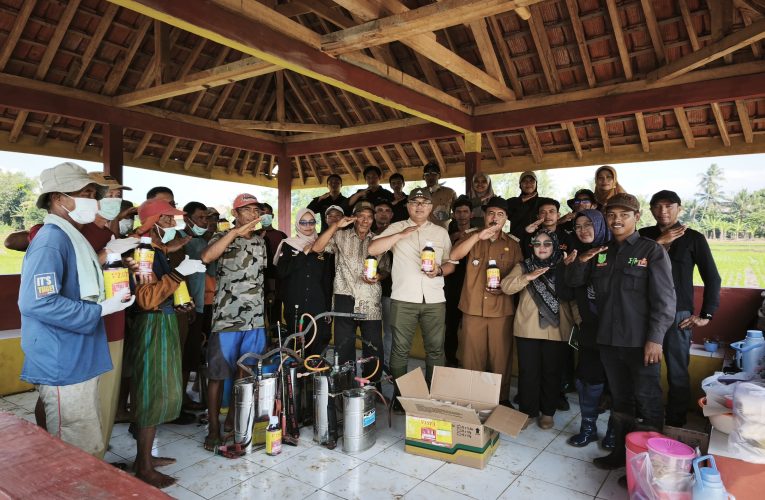 Siasat Petani Kuningan Hadapi “Duet Maut” Kemarau dan Hama Penggerek Batang