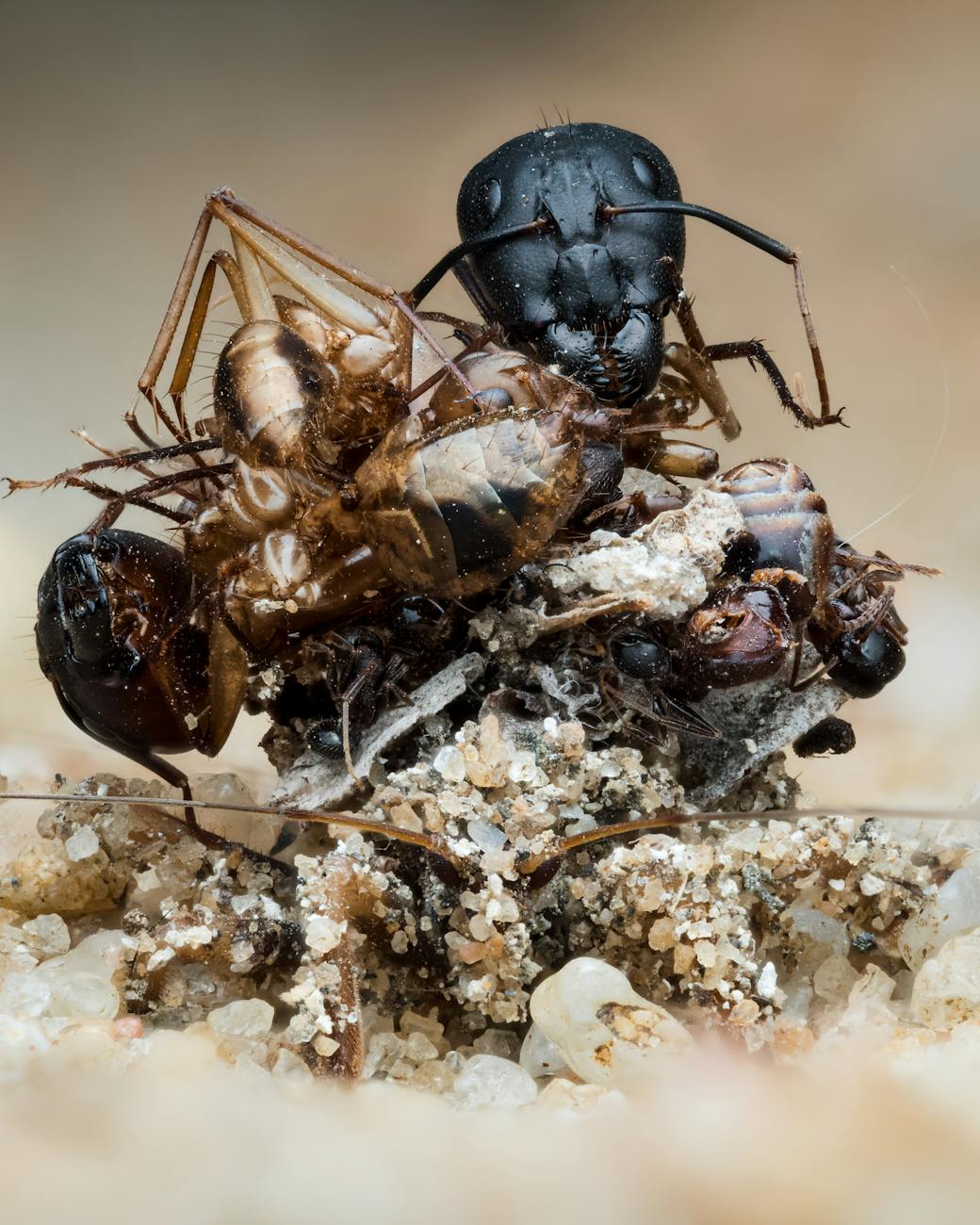 selective focus of beetles