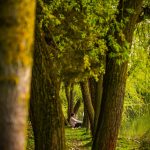 shot of man sitting between trees
