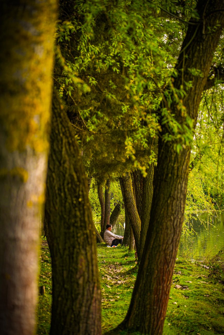 shot of man sitting between trees