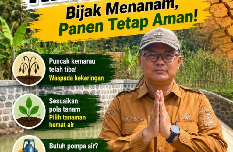 Ancaman Puso di Depan Mata, Petani Kuningan Dilarang Nekat Tanam Padi Saat Puncak Kemarau