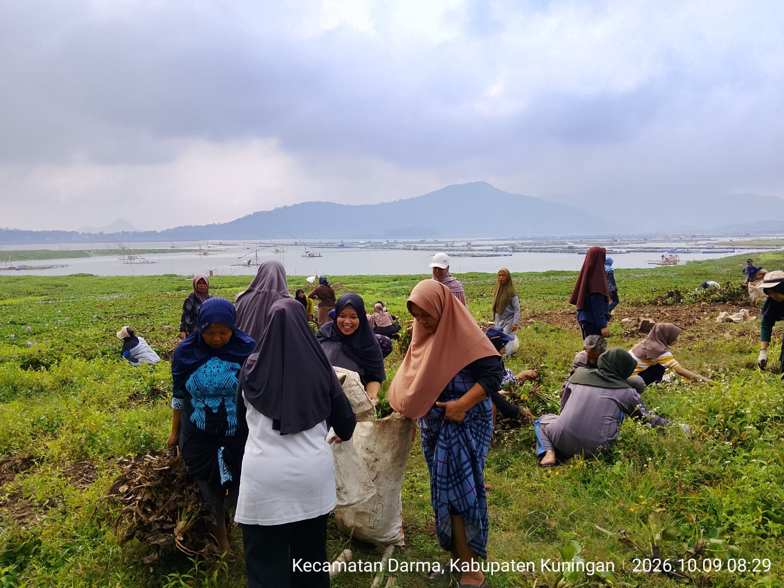 Pemdes Cikupa Terus Geruduk Eceng Gondok, KPM PKH Dilibatkan Dukung Wisata Agro Pipir Cai